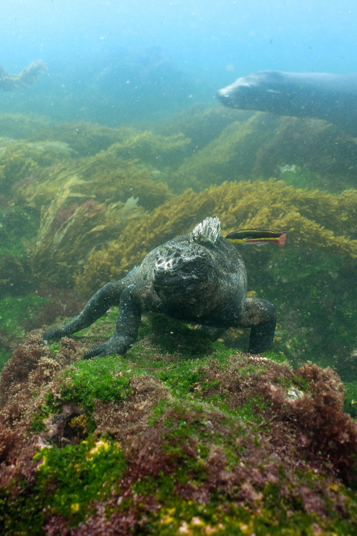 Marine Iguana (Amblyrhynchus cristatus)
