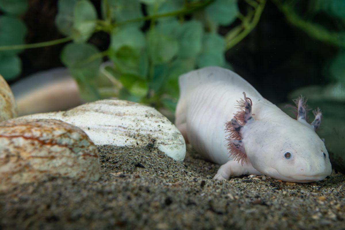 Axolotl (Ambystoma mexicanum)