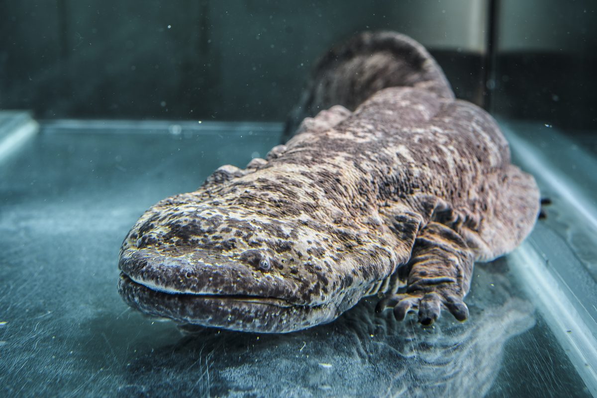 Chinese Giant Salamander (Andrias davidianus)