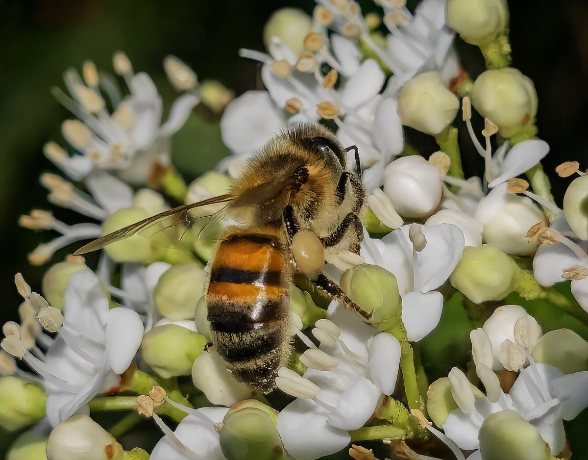 Western Honey Bee (Apis mellifera)