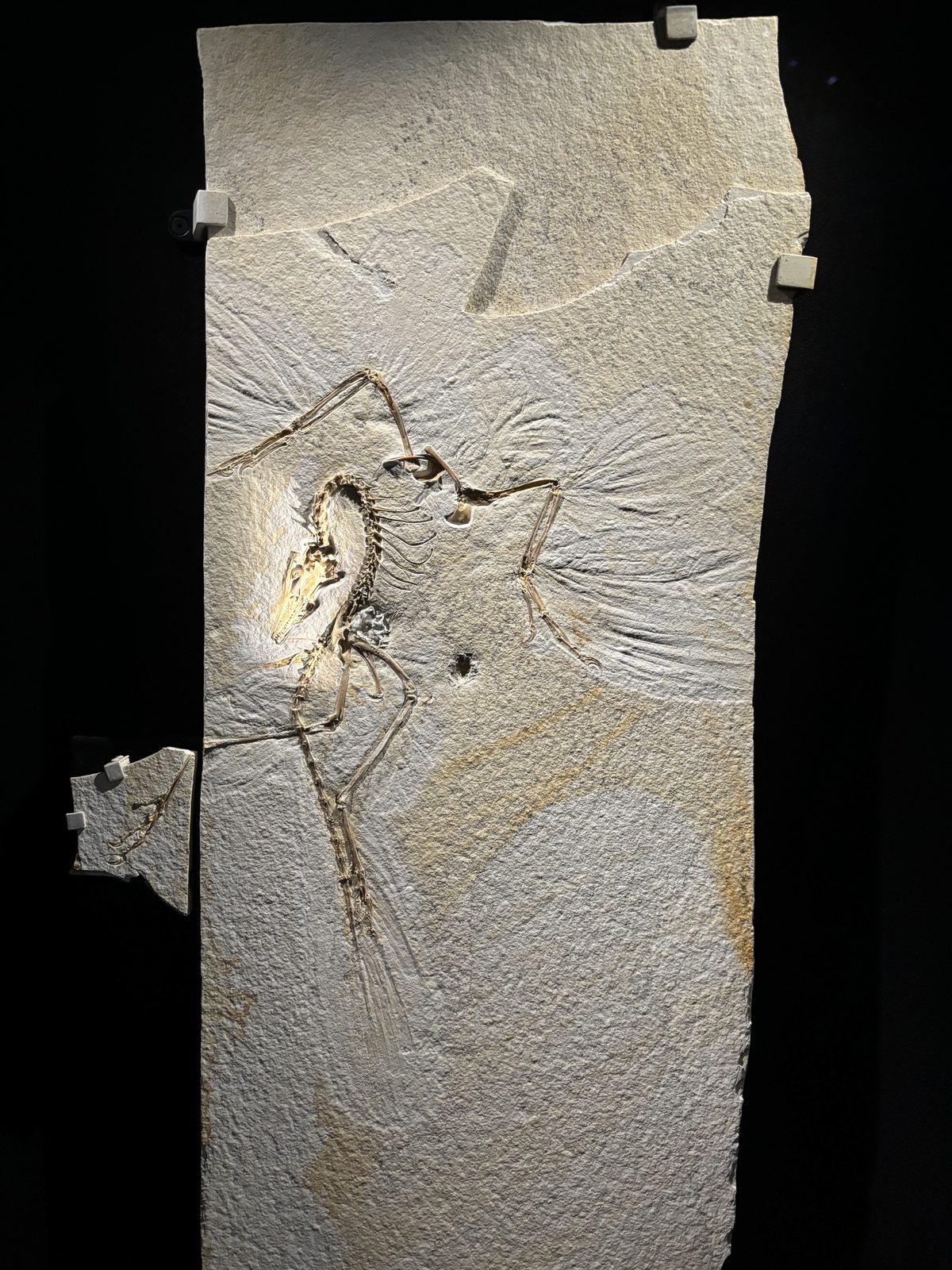 Archaeopteryx (Archaeopteryx lithographica)