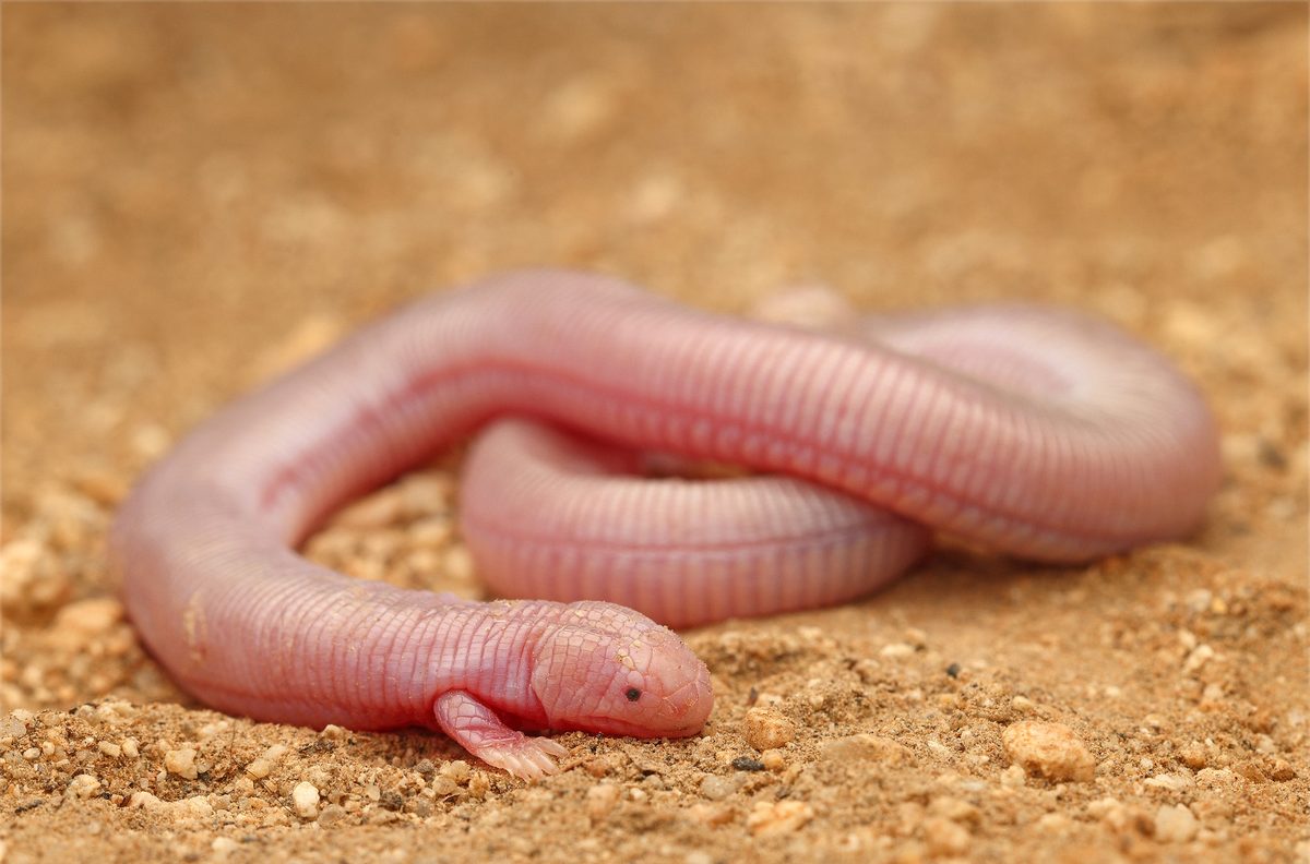 Mexican Mole Lizard (Bipes biporus)