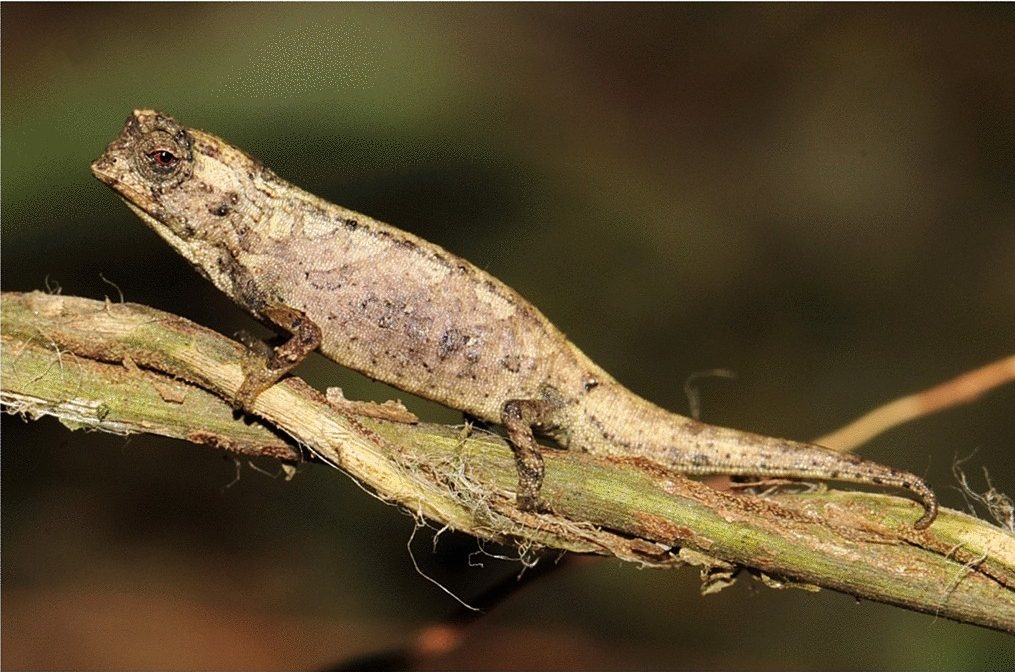 Nano-chameleon (Brookesia nana)