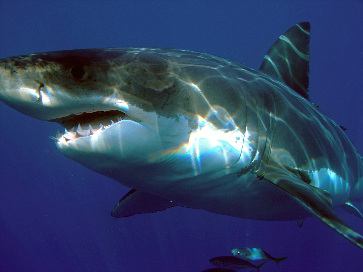 Great White Shark (Carcharodon carcharias)
