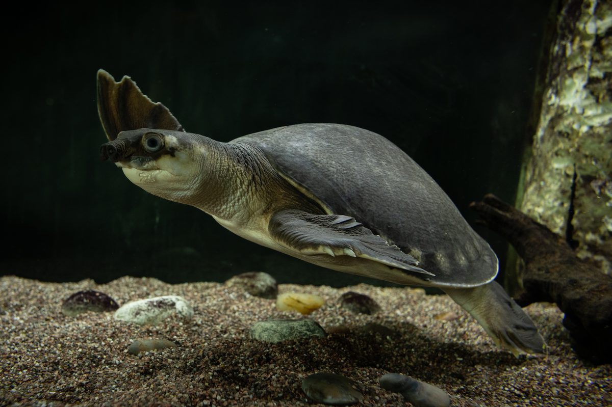 Pig-nosed Turtle (Carettochelys insculpta)