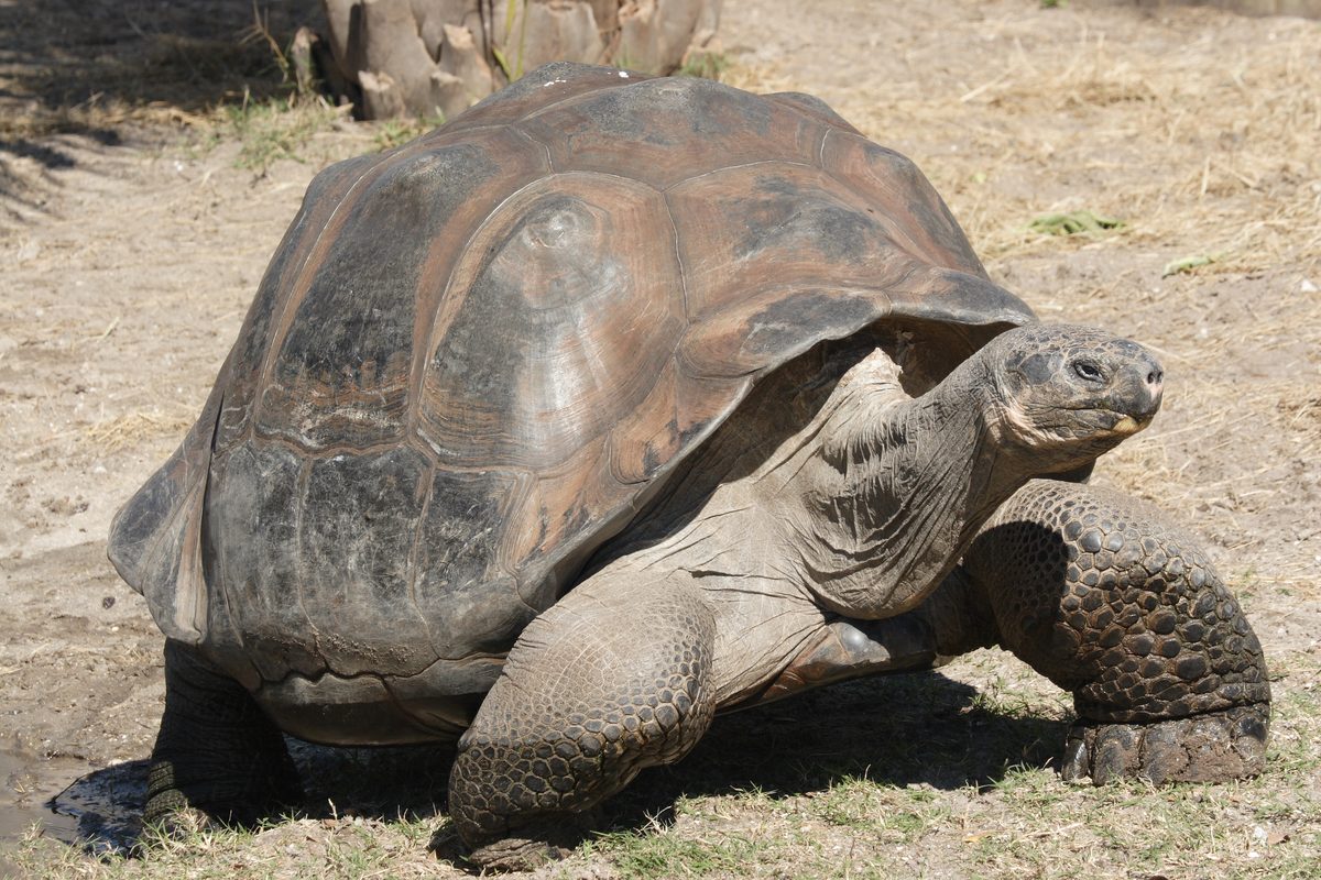 Galapagos Giant Tortoise (Chelonoidis niger)