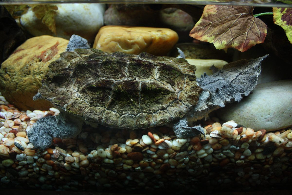 Mata Mata (Chelus fimbriata)