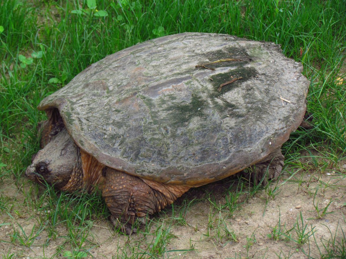 Common Snapping Turtle (Chelydra serpentina)