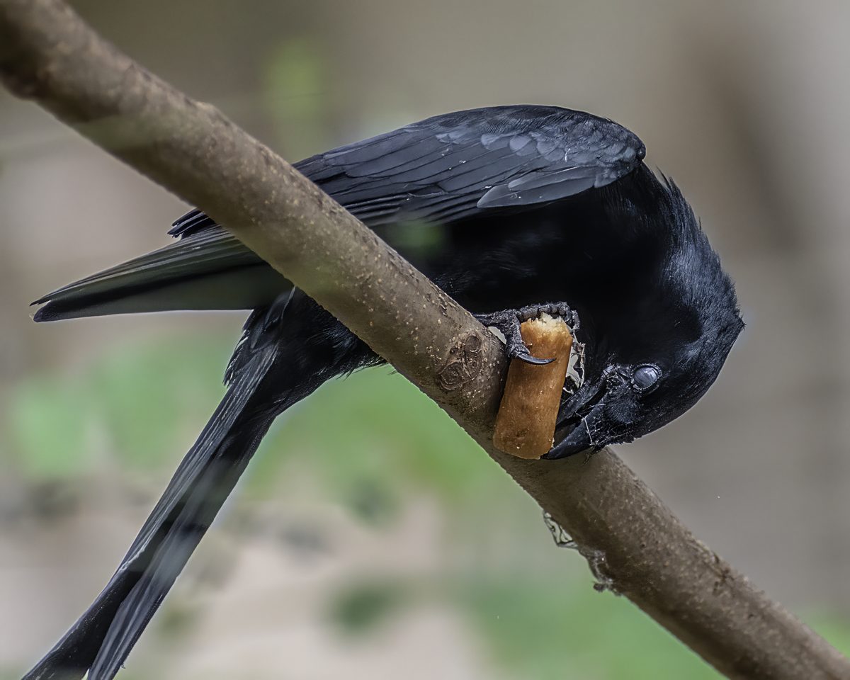 New Caledonian Crow (Corvus moneduloides)