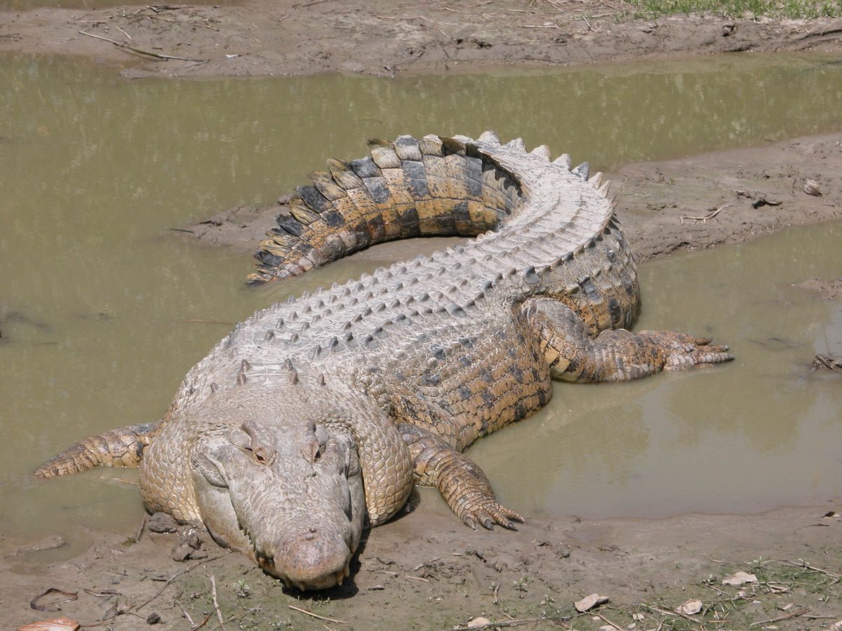 Saltwater Crocodile (Crocodylus porosus)