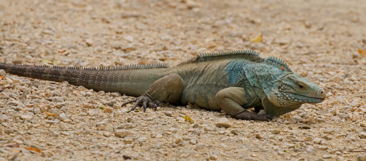 Grand Cayman Blue Iguana (Cyclura lewisi)