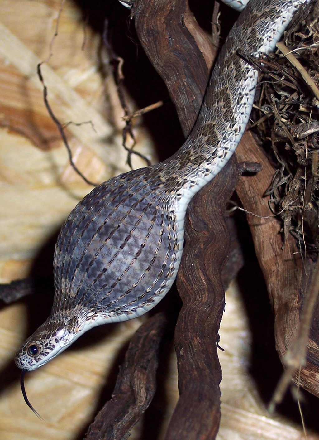Common Egg-eating Snake (Dasypeltis scabra)