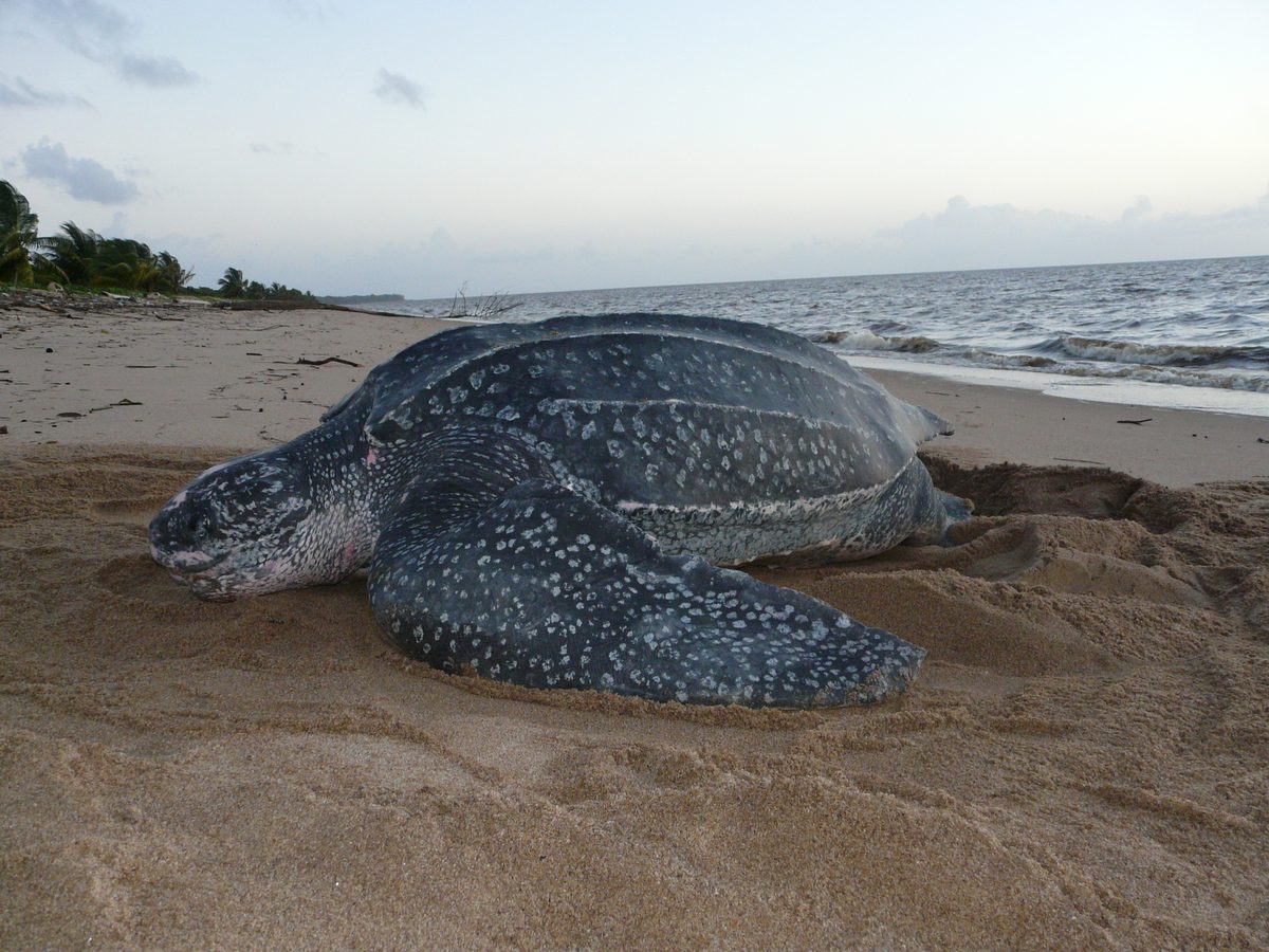Leatherback Sea Turtle (Dermochelys coriacea)