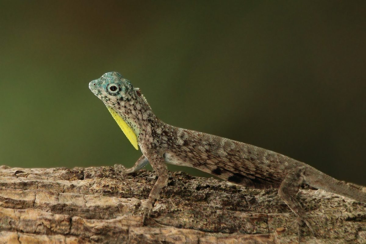Common Flying Dragon (Draco volans)