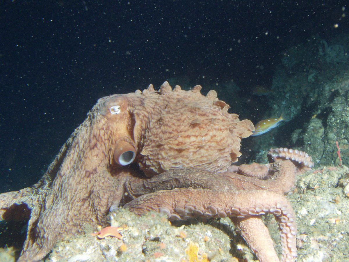 Giant Pacific Octopus (Enteroctopus dofleini)