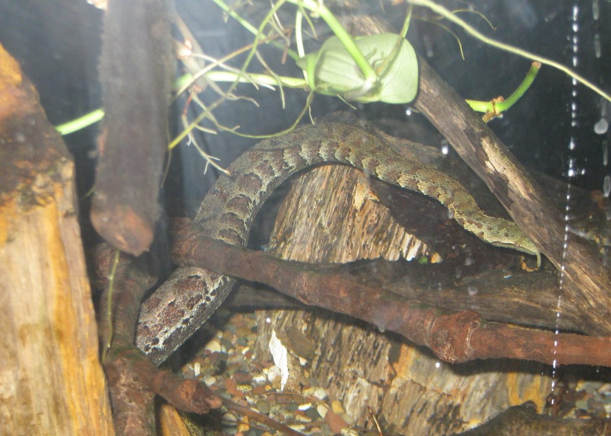 Tentacled Snake (Erpeton tentaculatum)