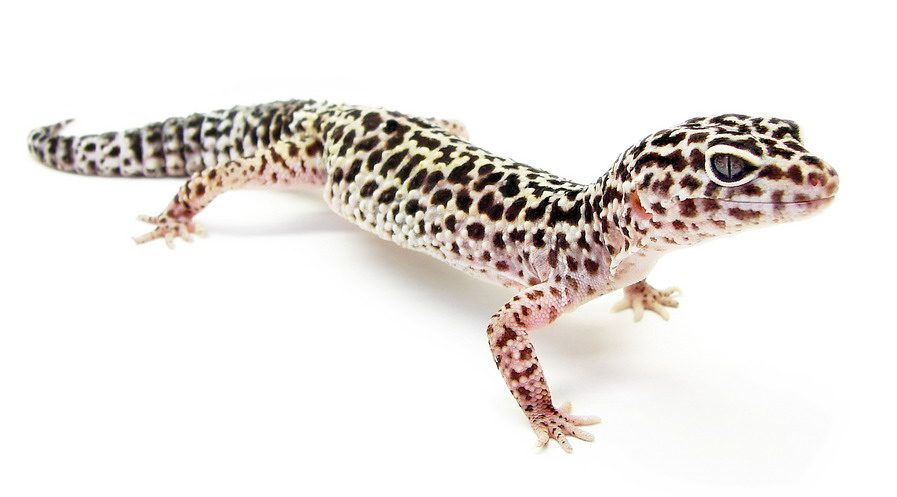 Leopard Gecko (Eublepharis macularius)