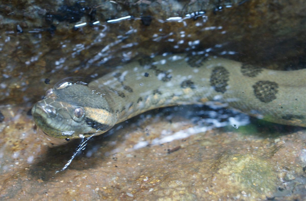 Green Anaconda (Eunectes murinus)