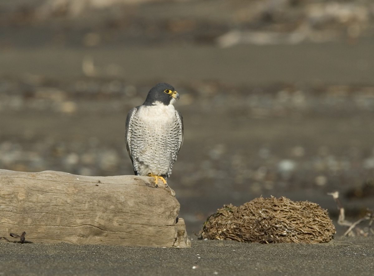 Peregrine Falcon (Falco peregrinus)