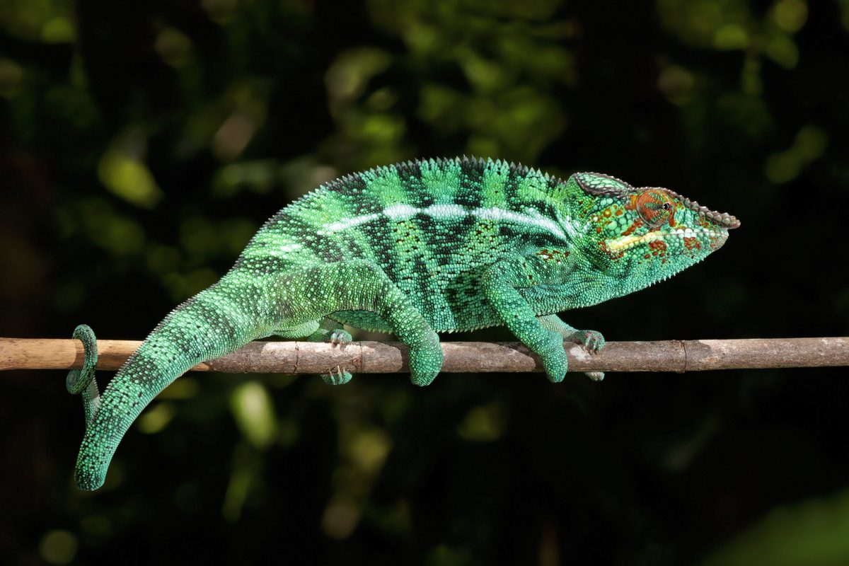 Panther Chameleon (Furcifer pardalis)