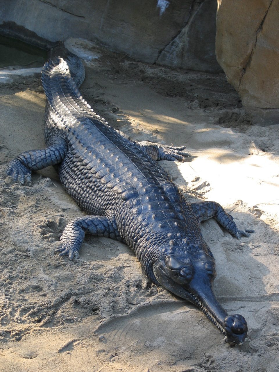 Gharial (Gavialis gangeticus)