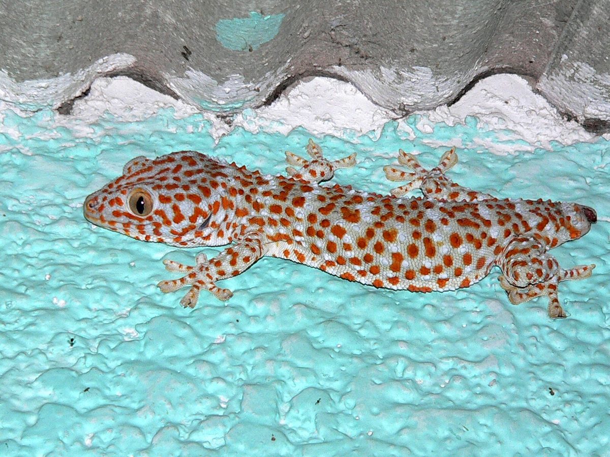 Tokay Gecko (Gekko gecko)