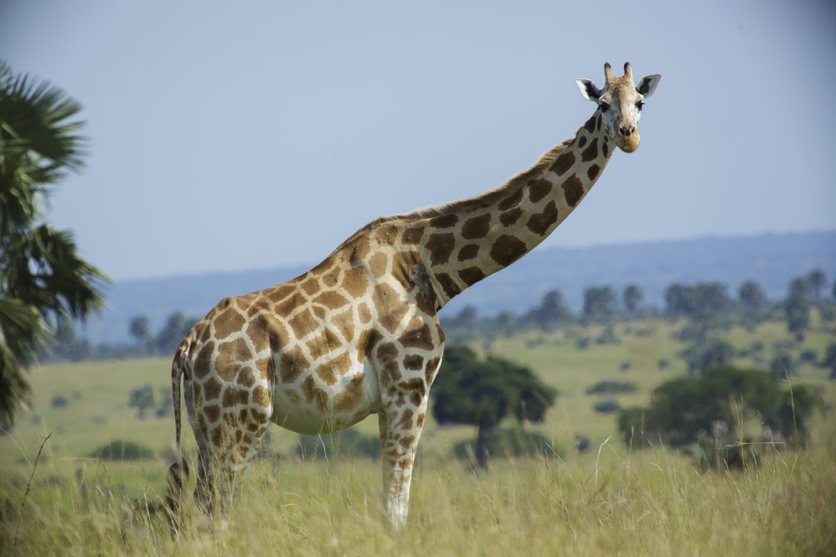 Giraffe (Giraffa camelopardalis)