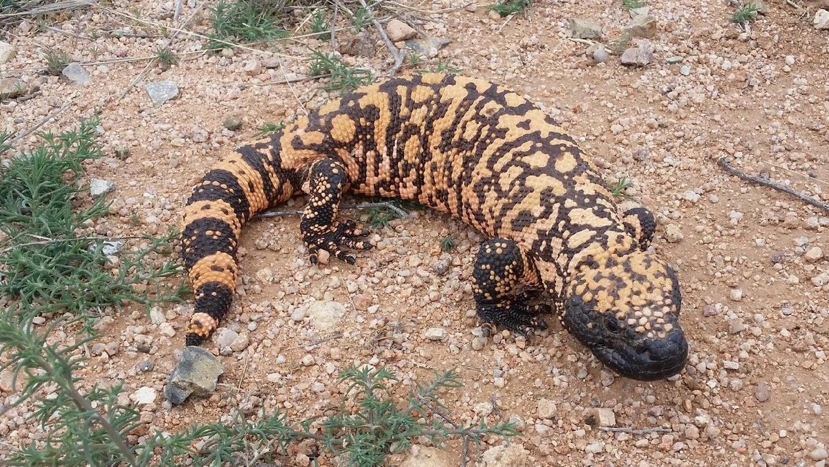 Gila Monster (Heloderma suspectum)