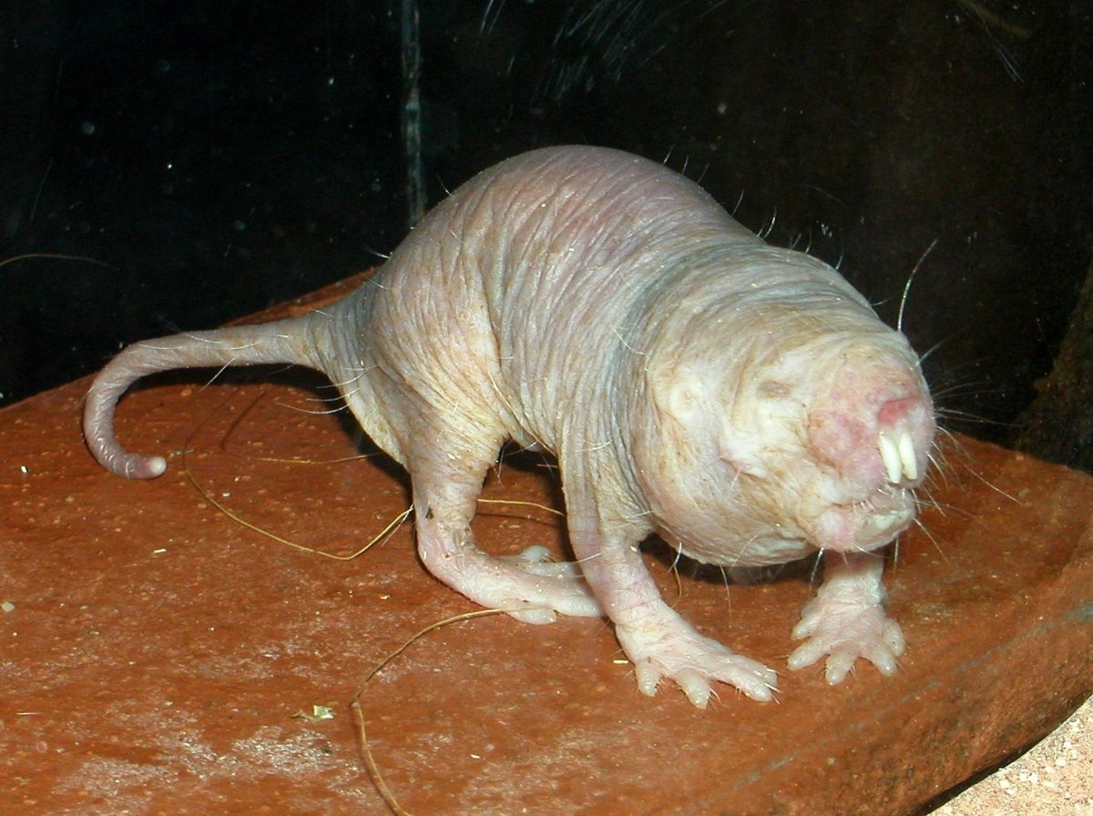 Naked Mole-rat (Heterocephalus glaber)