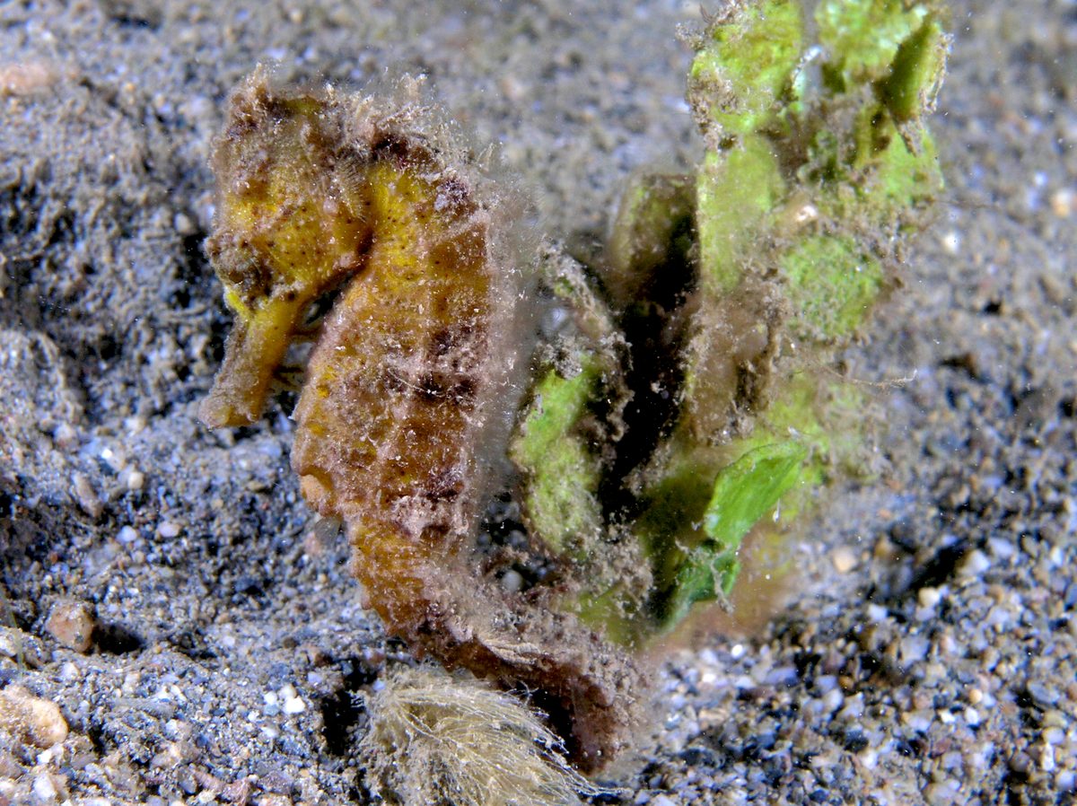 Common Seahorse (Hippocampus kuda)