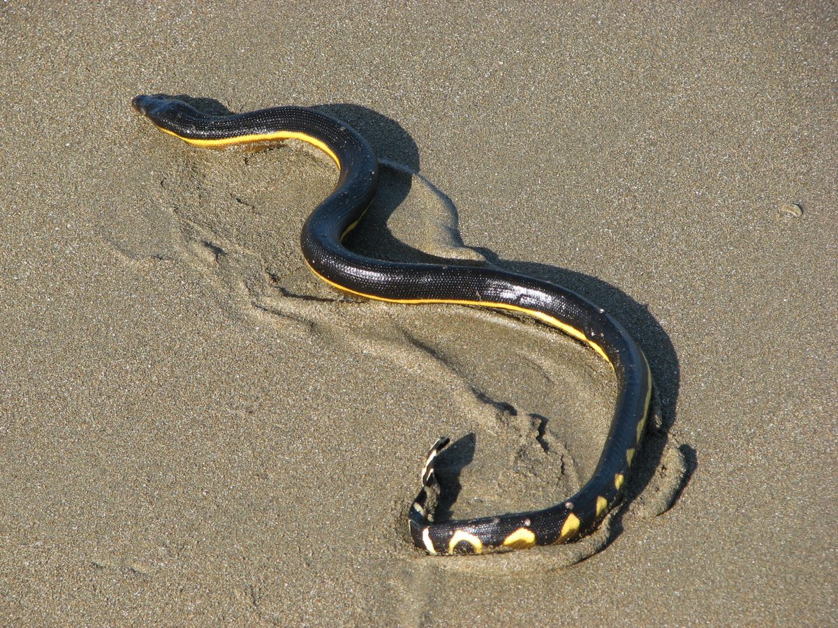 Yellow-bellied Sea Snake (Hydrophis platurus)