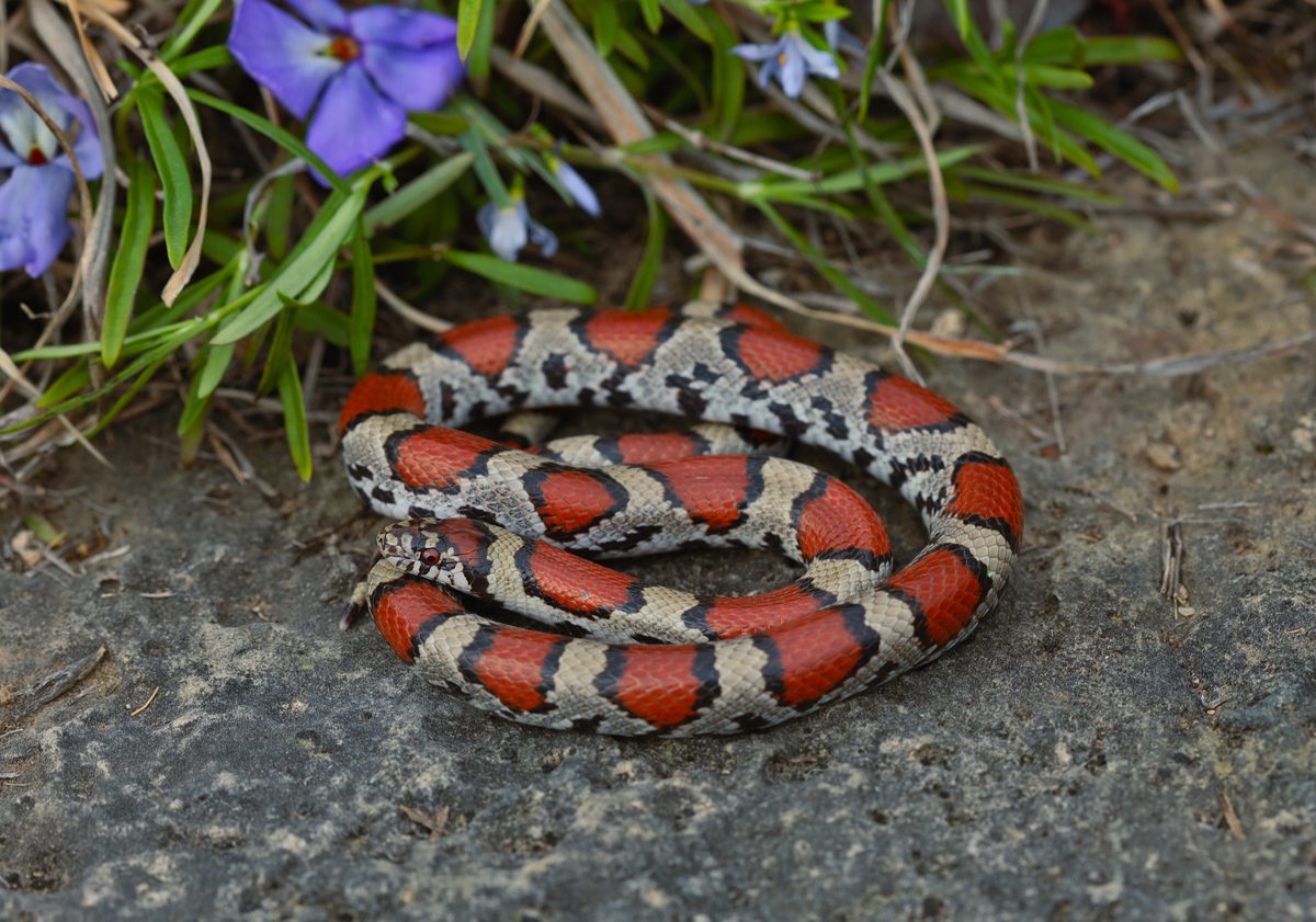 Milk Snake (Lampropeltis triangulum)