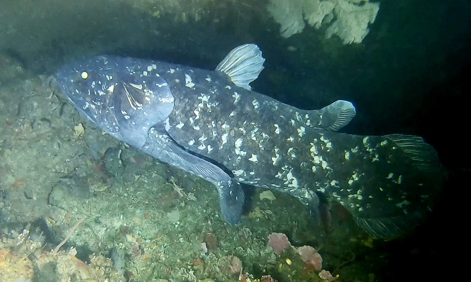 Coelacanth (Latimeria chalumnae)