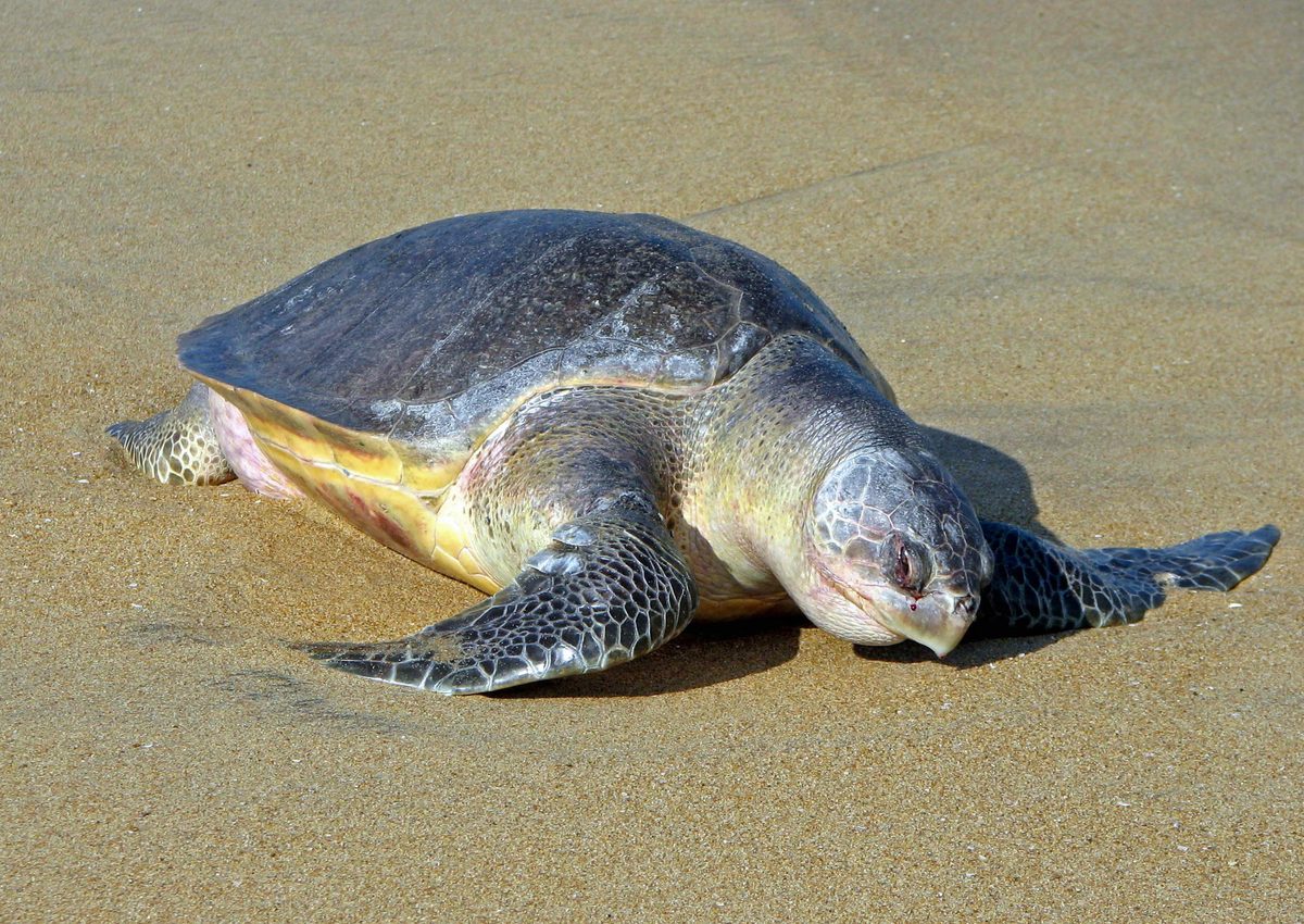 Olive Ridley Sea Turtle (Lepidochelys olivacea)