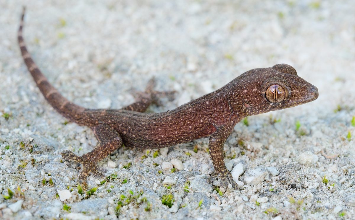 Mourning Gecko (Lepidodactylus lugubris)