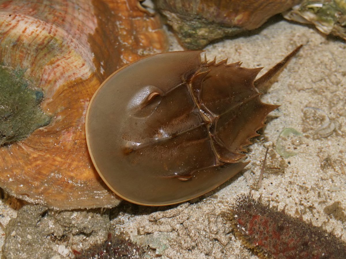 Atlantic Horseshoe Crab (Limulus polyphemus)