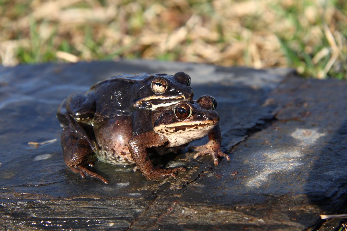Wood Frog (Lithobates sylvaticus)