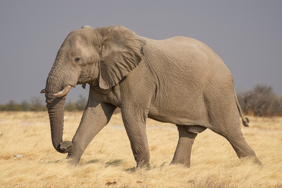 African Bush Elephant (Loxodonta africana)