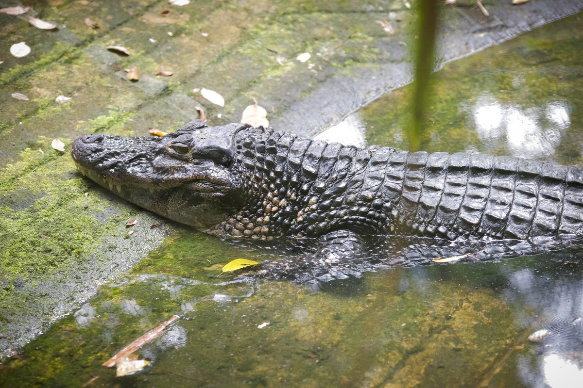 Black Caiman (Melanosuchus niger)