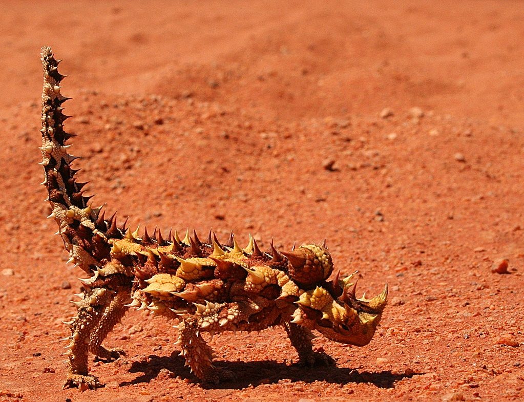 Thorny Devil (Moloch horridus)