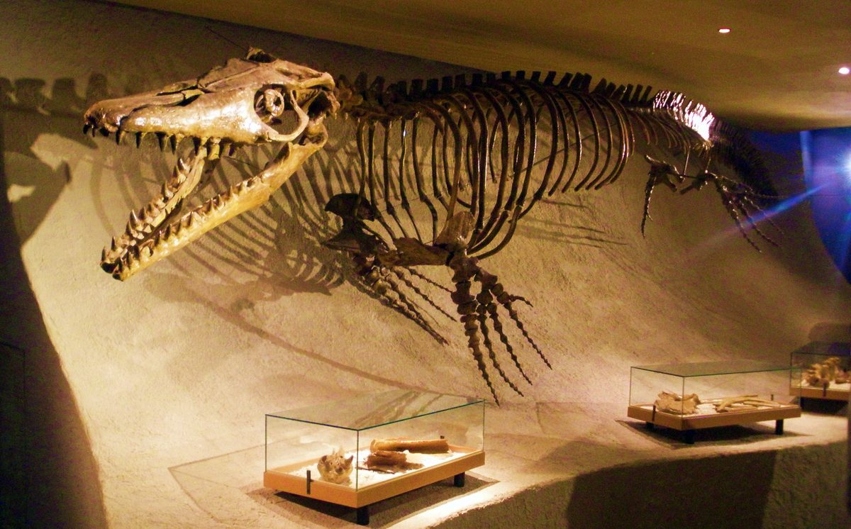 Mosasaurus (Mosasaurus hoffmanni)