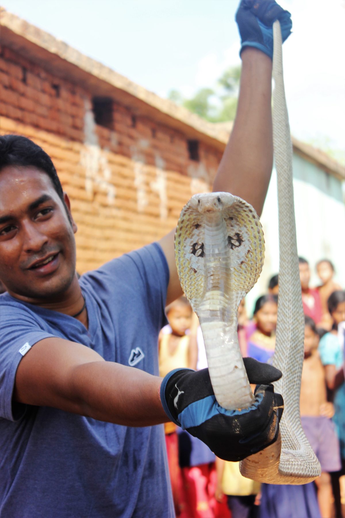 Indian Cobra (Naja naja)