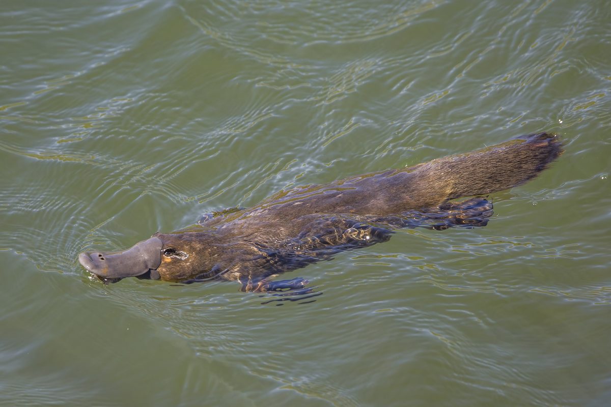 Platypus (Ornithorhynchus anatinus)