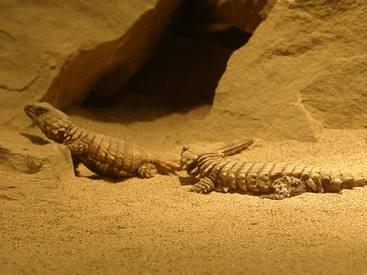 Armadillo Girdled Lizard (Ouroborus cataphractus)