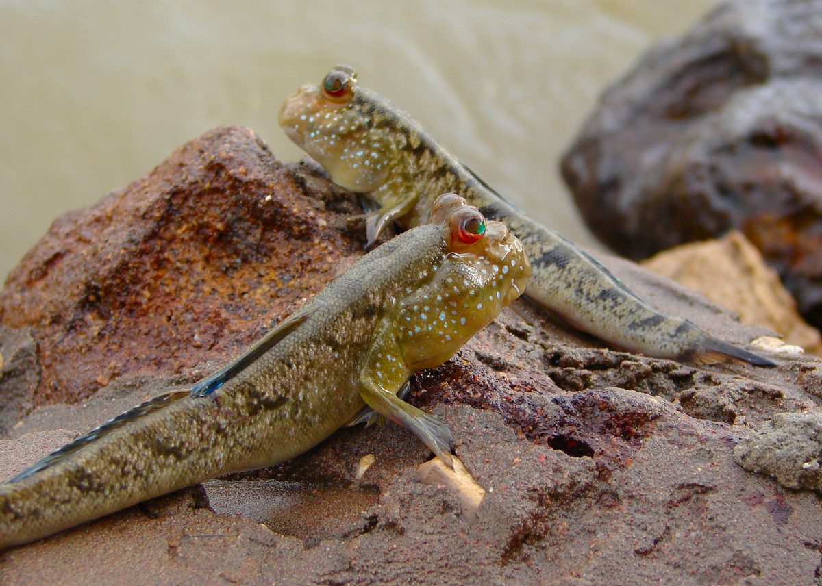 Atlantic Mudskipper (Periophthalmus barbarus)
