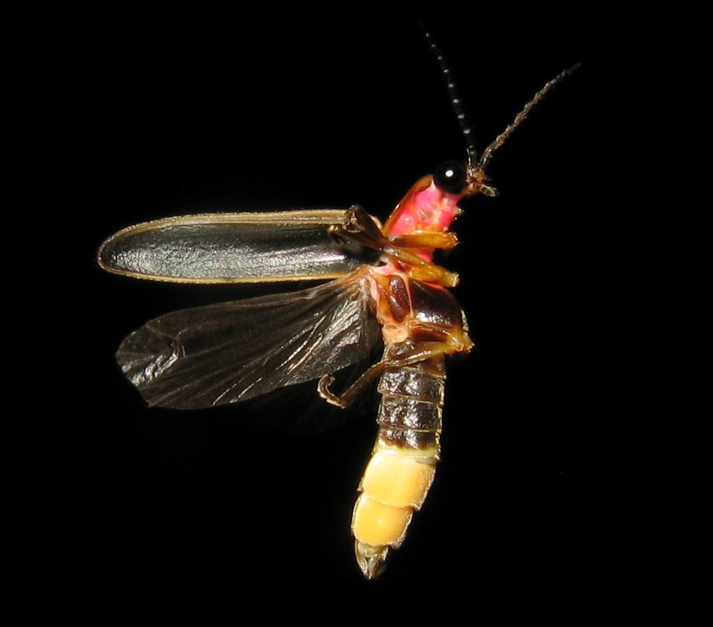Common Eastern Firefly (Photinus pyralis)