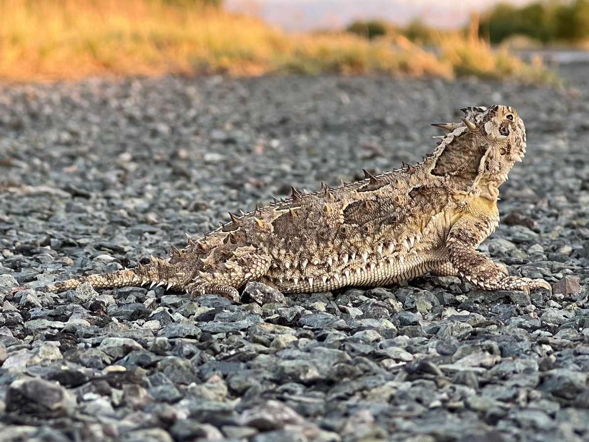 Texas Horned Lizard (Phrynosoma cornutum)