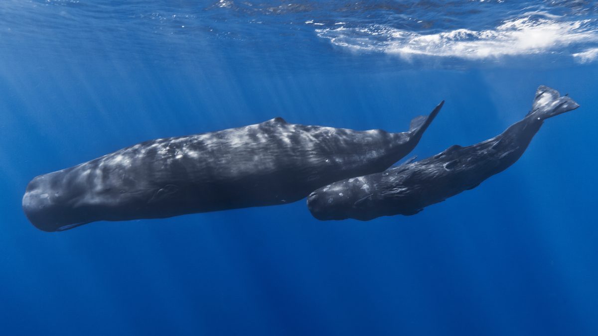 Sperm Whale (Physeter macrocephalus)