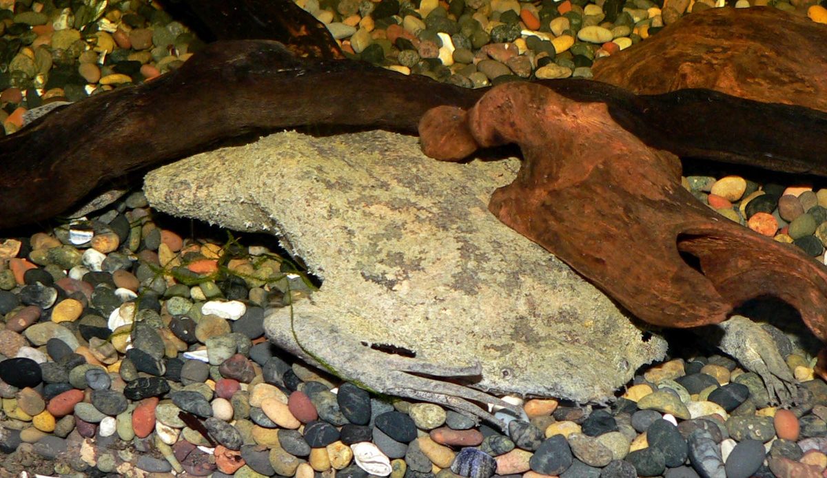 Surinam Toad (Pipa pipa)