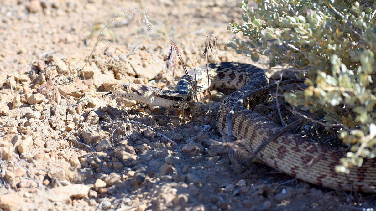 Gopher Snake (Pituophis catenifer)